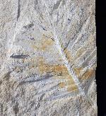 Zamites feneonis BRONGNIART - Bild &copy; FossNet FossilienStore